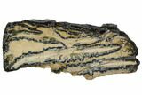 Mammoth Molar Slice With Case - South Carolina #106426-1